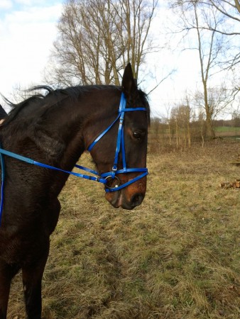 Mentor d'Hem, trotteur de 12ans